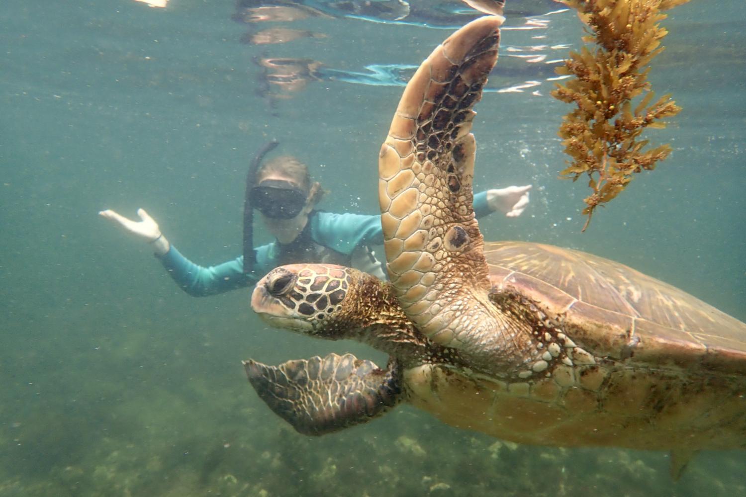 一名<a href='http://xjze.philboardport.com'>bv伟德ios下载</a>学生在Galápagos群岛游学途中与一只巨龟游泳.